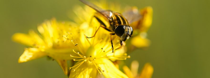 Allergic reactions to flying stinging insects -honeybees, hornets, wasps and yellow jackets – are relatively common. The severity of an insect sting reaction varies from person to person.